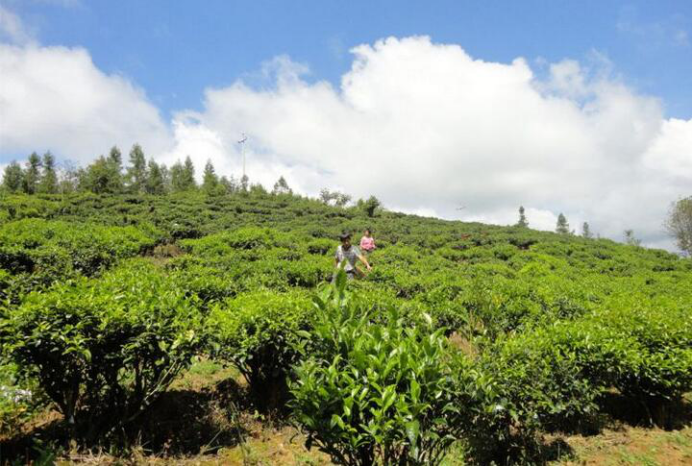 青春三下乡：赴美丽岣嵝乡，实地助建设