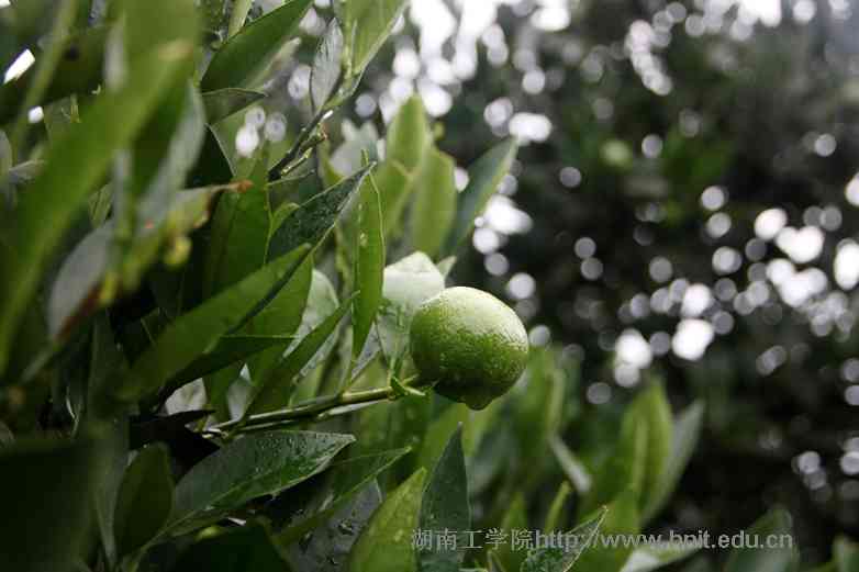 青春三下乡：深入脐橙之乡新宁，探索乡村振兴“妙方”