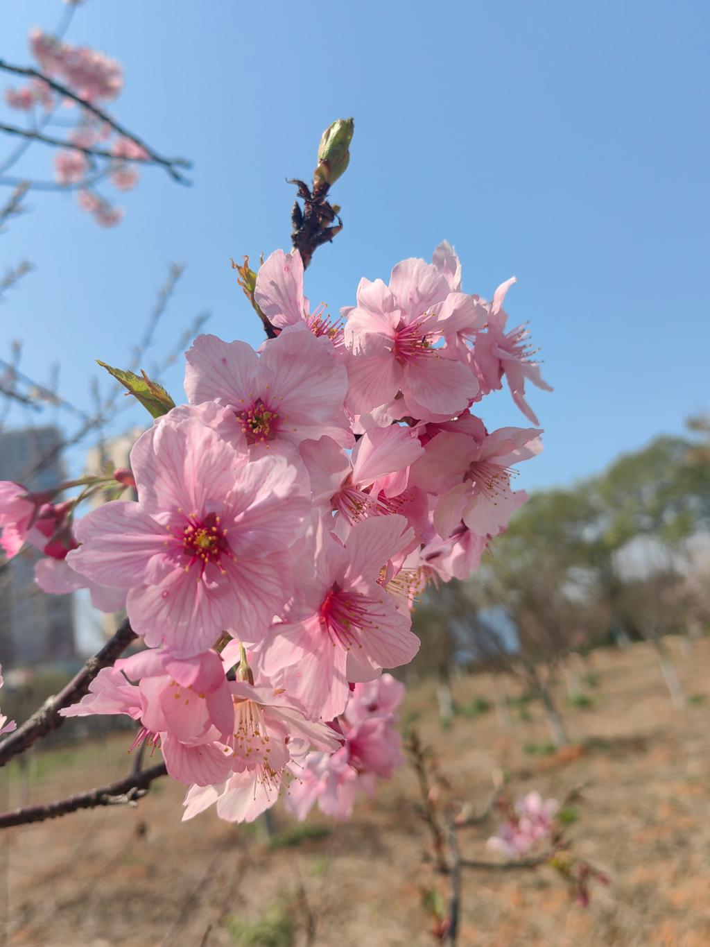 苍洱扎染韵 旧物新生情 永利学子开展民族技艺体验活动